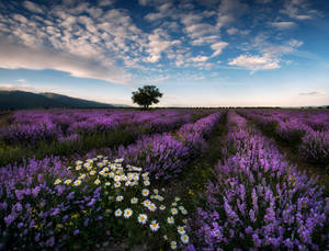 Campo Estético de Lavanda y Margaritas — Estética lavanda Fondos de pantalla