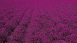 Campo extenso de arbustos de lavanda estética — Estética lavanda Fondos de pantalla
