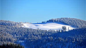Campo forestal natural estética invernal — Estética invernal Fondos de pantalla