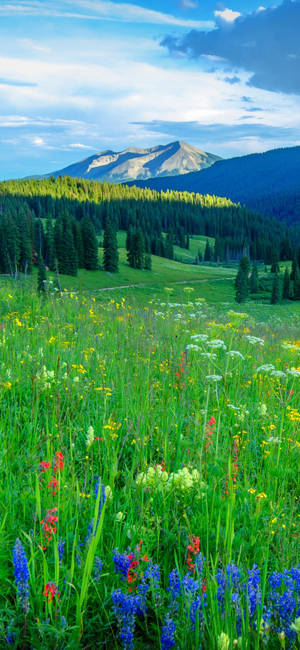 Fondo de pantalla de campos verdes naturales para iPhone 13 Pro