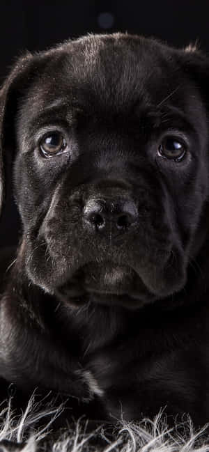 Fondo Cane Corso — Moto G Stylus Fondos de pantalla