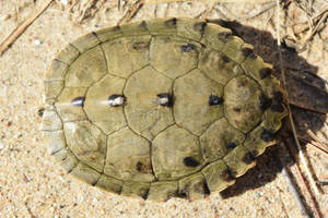 Caparazón de Tortuga Mapa Falsa Macho Adulto — Tortuga genial Fondos de pantalla