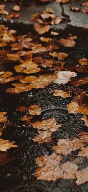 fondo de iPhone de Otoño — Infinix GT Fondos de pantalla