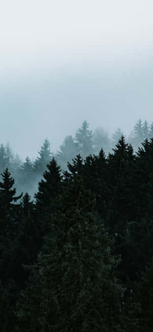 Trees Iphone — Redmi Note 15 Pro Fondos de pantalla