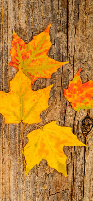 Mejor Fondo de Otoño — Oppo A6t Pro Fondos de pantalla