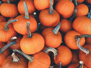 Fondo estético de otoño — Estética otoñal Fondos de pantalla