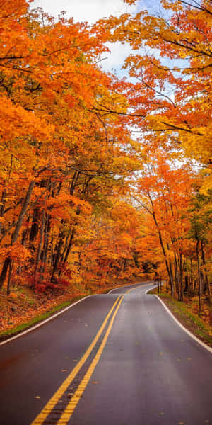 Fondo de otoño para Pixel 3 — Estética otoño Fondos de pantalla