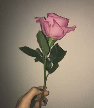 Imágenes de rosa estético — Rosa aesthetic GIF Fondos de pantalla