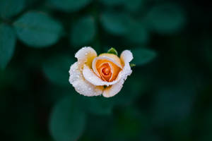 fotografía de enfoque selectivo de una rosa naranja — Flor de rosa Fondos de pantalla