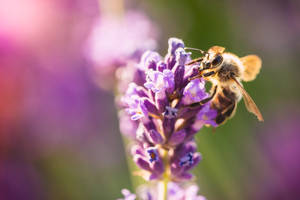 Capullos de flores de lavanda con abeja, estética — Estética lavanda Fondos de pantalla