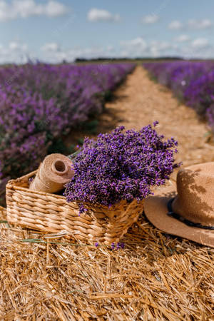 Capullos de flores y cordel de lavanda estética — Estética lavanda Fondos de pantalla