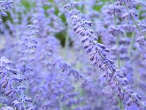 Capullos de Lavanda en Floración Estética — Estética lavanda Fondos de pantalla