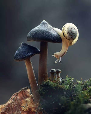 Caracol y Hongo Estético — Estética de hongos Fondos de pantalla