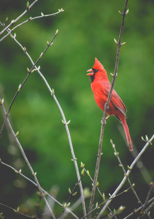 Cardenal Cantando — Naturaleza iPhone Fondos de pantalla