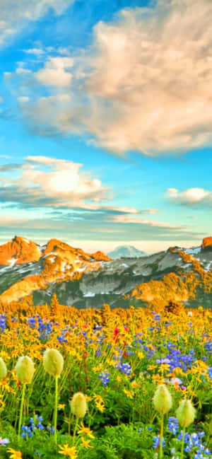Fondo de primavera para Pixel 3 — Verano Fondos de pantalla