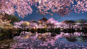 Cerezos en flor de Japón — Japón GIF Fondos de pantalla