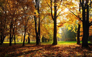 Grandes y anchos árboles de nogal con hojas amarillas en un día soleado y brillante durante la temporada de otoño. — Otoño Fondos de pantalla
