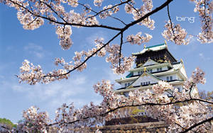 Fondo de Pantalla de Cerezo en Flor y Castillo Blanco — Japón GIF Fondos de pantalla