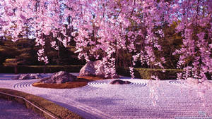 Fondo de Pantalla de Cerezo y Jardín de Rocas