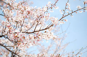Fondo de Pantalla de Cerezos Blancos en Primavera