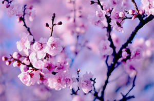 Fondo de Pantalla de Cerezos Japoneses