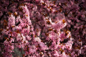 Fondo de pantalla de cerezos rosados de primavera