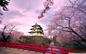 Fondo de Pantalla de Cerezos y Castillo Japonés