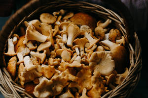 Cesta de Champiñones Comestibles Estética
