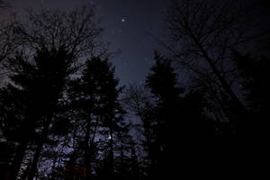 Fondo de pantalla de cielo estrellado y bosque nocturno
