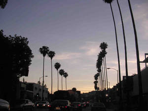 Fondo de pantalla Cielo lila claro en Sunset Boulevard