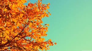 Fondo de pantalla de Cielo Otoñal Lindo — Otoño lindo Fondos de pantalla