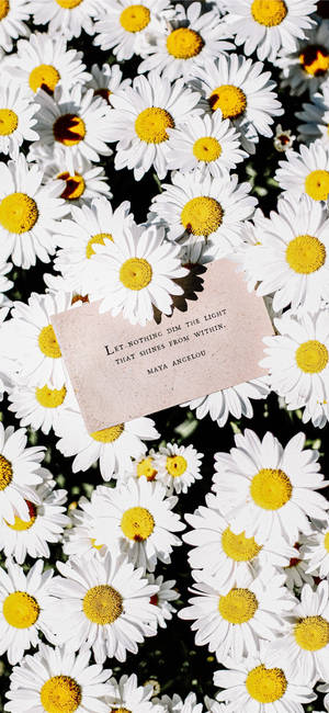Cita de Maya Angelou y Margarita Blanca iPhone — 19.5:9 Fondos de pantalla