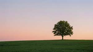 Escena minimalista de un árbol en una colina al atardecer.