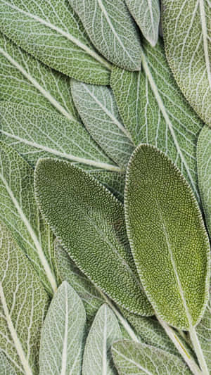 Imágenes estéticas de color verde salvia — Verde claro aesthetic Fondos de pantalla