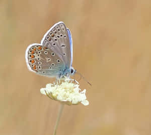 Imágenes estéticas de mariposas — Mariposa aesthetic GIF Fondos de pantalla