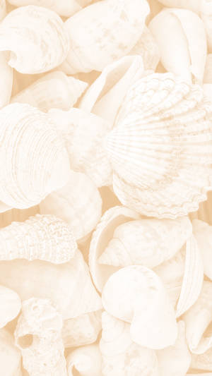 Conchas marinas estéticas color crema