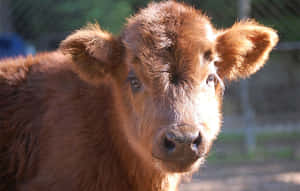 Fotos de vacas lindas