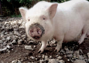 Fotos de cerditos lindos — Cerdito lindo Fondos de pantalla