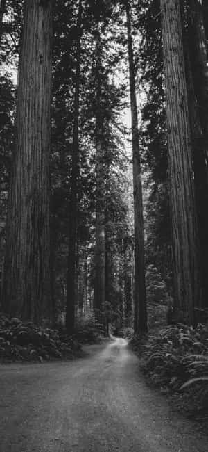 Fotos de iPhone en blanco y negro — HMD Fondos de pantalla