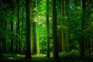 Fondo de naturaleza verde — MacBook Pro M2 Fondos de pantalla
