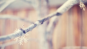 Fondo de pantalla de Copos de Nieve en Rama de Árbol