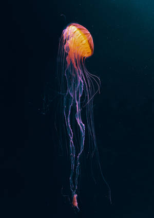 Medusa amarilla brillante en fondo de pantalla anime oscuro — Oppo Pad 4 Pro Fondos de pantalla