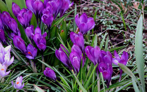 Fondo de pantalla de crocus de primavera
