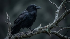 Cuervo negro gótico en rama desnuda, oscuro y detallado.