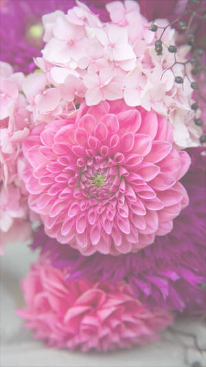 Dalia Rosa Floral para iPhone — Floral iPhone Fondos de pantalla