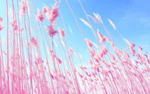 Fondo de pantalla de un campo rosa bajo un cielo azul.