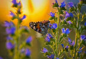 Fotos estéticas de mariposas — Mariposa aesthetic Fondos de pantalla