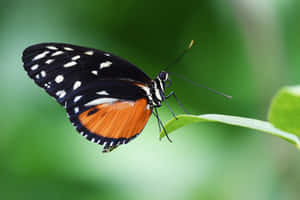 Imágenes estéticas de mariposas — MacBook Pro 14 Fondos de pantalla