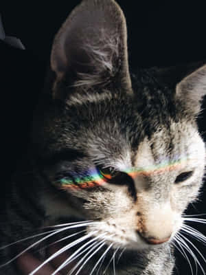 Imágenes estéticas de gatos — Gato gracioso Fondos de pantalla