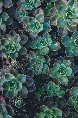 Echeveria suculenta estética verde wallpaper